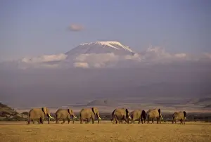 Amboseli Prints: DDE-90019779