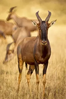 Topi Prints: DDE-90019791