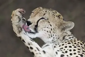 Licking Prints: DDE-90019798