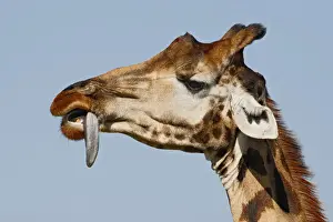 Nakuru Prints: DDE-90019818