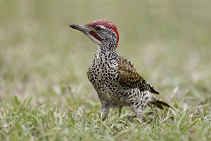 Woodpecker Collection: DDE-90019819