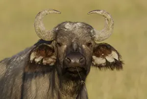 Nakuru Prints: DDE-90019820