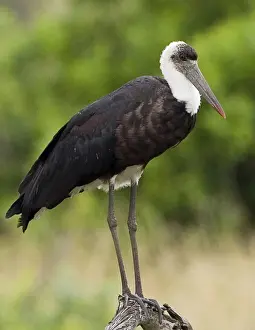Stork Prints: DDE-90019837