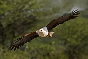 Soaring Prints: DDE-90019838