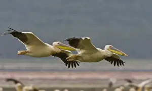 Gliding Prints: DDE-90019848