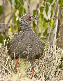 Francolin Prints: DDE-90019851