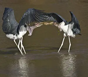 Stork Prints: DDE-90019853