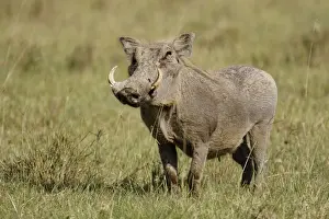 Nakuru Prints: DDE-90019873