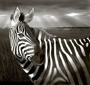 Creative Prints: DDE-90019878