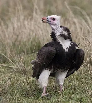 Vulture Prints: DDE-90019889