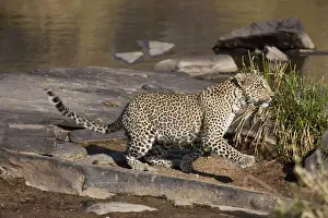 Pardus Prints: DDE-90019933