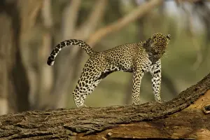 Pardus Prints: DDE-90020056