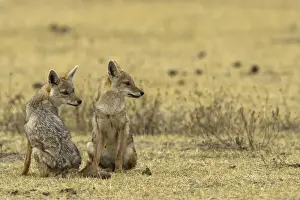 Jackal Prints: DDE-90020086