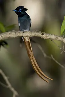 Flycatcher Prints: DDE-90020092