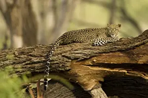 Pardus Prints: DDE-90020109