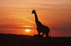 Herbivorous Prints: DDE-90020196