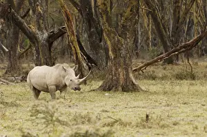 Nakuru Prints: DDE-90020233
