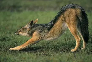 Canis Prints: DDE-90020244