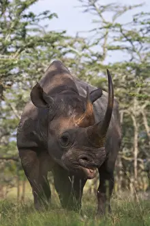 Rhino Prints: DDE-90020253