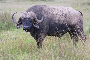 Nakuru Prints: DDE-90020259