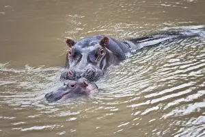 Hippopotami Prints: DDE-90020273