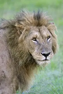 Mane Prints: DDE-90020275