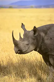 Rhino Prints: DDE-90020281