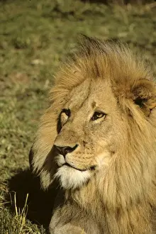 Mane Prints: DDE-90020282
