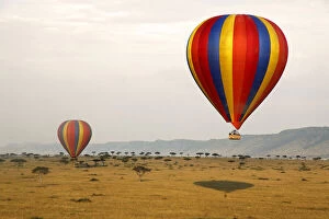Ballooning Collection: DDE-90020290