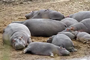 Hippos Prints: DDE-90020292