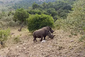 Rhino Prints: DDE-90020392