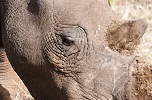 Rhino Prints: DDE-90020394