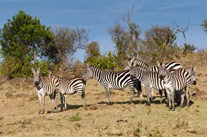 Quagga Prints: DDE-90020395