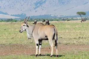 Oryx Prints: DDE-90020403