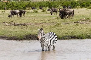 Quagga Prints: DDE-90020409