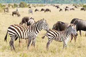 Quagga Prints: DDE-90020410