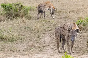 Hyaena Prints: DDE-90020414