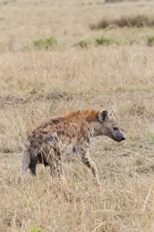 Hyaena Prints: DDE-90020415