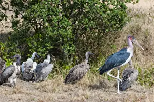 Stork Prints: DDE-90020429