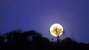 Moonrise Prints: DDE-90020433