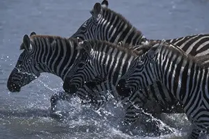 Splash Prints: DDE-90020448