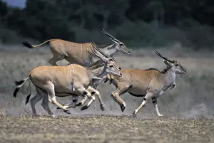 Oryx Prints: DDE-90020449