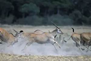 Oryx Prints: DDE-90020450