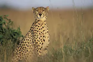 Predation Prints: DDE-90020462