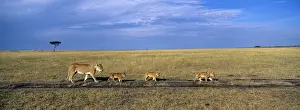 Walk Prints: DDE-90020482