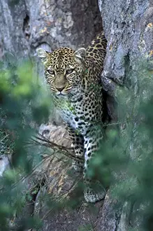 Pardus Prints: DDE-90020483