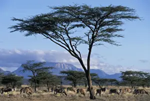 Oryx Prints: DDE-90020491