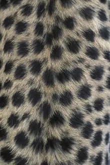 Textured Prints: DDE-90020546