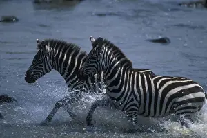 Splash Prints: DDE-90020553