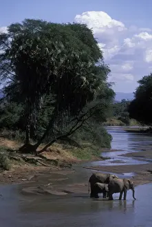 Thirsty Prints: DDE-90020622